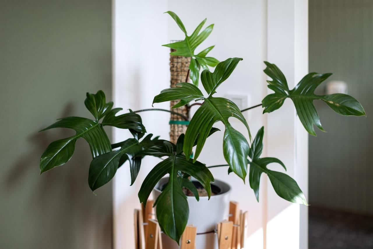 Urban Jungle Apartments Viyana Dış mekan fotoğraf
